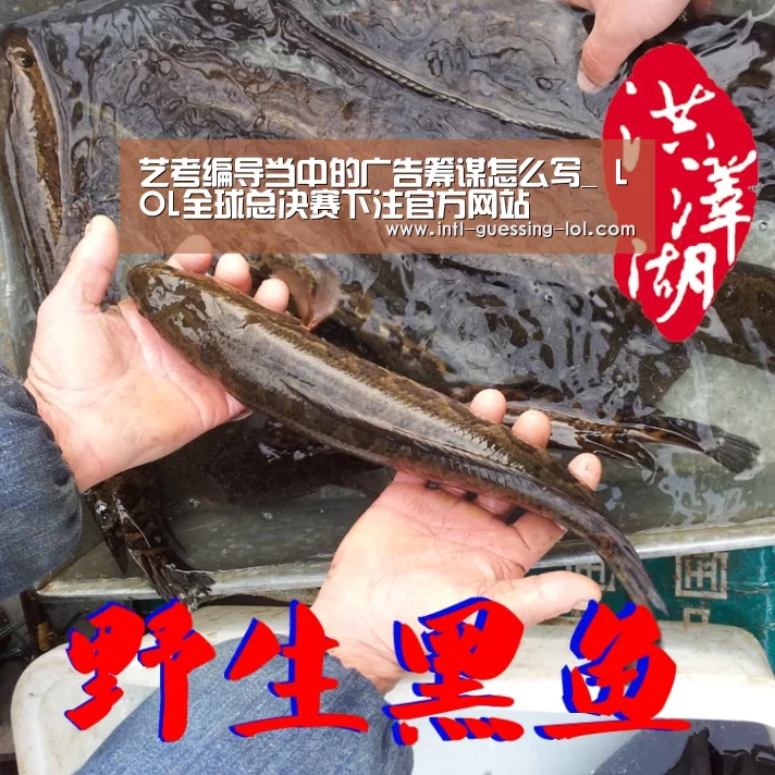 艺考编导当中的广告筹谋怎么写_ LOL全球总决赛下注官方网站